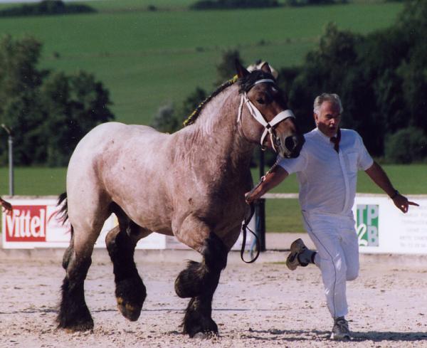 15 - Cabalo de Menoire - Ardennais PP - Sauvé par l'association Au pré de mon Arche (2012) Pepppsssi_du_Vallon